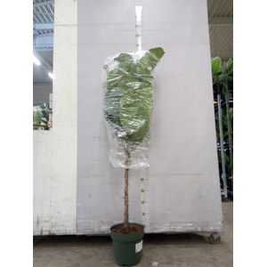 Ficus lyrata
