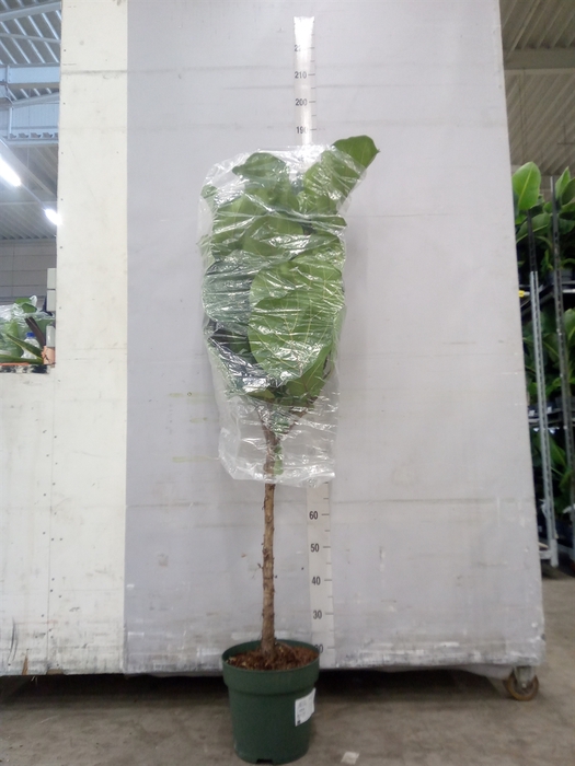 <h4>Ficus lyrata</h4>