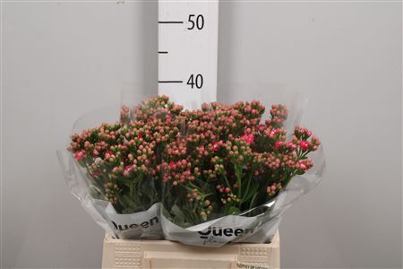 <h4>Kal Taffy Pin Meadow</h4>