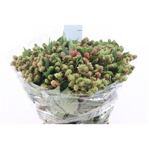 Braam Rubus 45 Cm