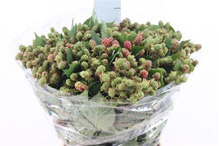 <h4>Braam Rubus 45 Cm</h4>
