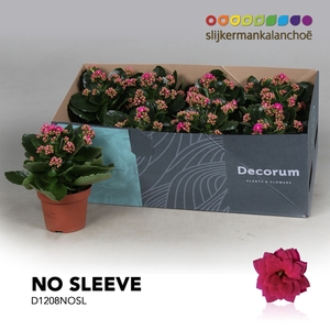 Kalanchoe No Sleeve - Purple