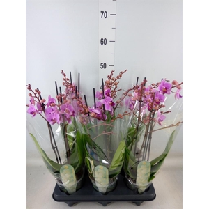 Phalaenopsis multi.   ...rose