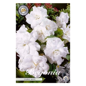 Begonia Double White x3 5/6