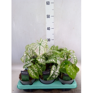 Caladium   ...