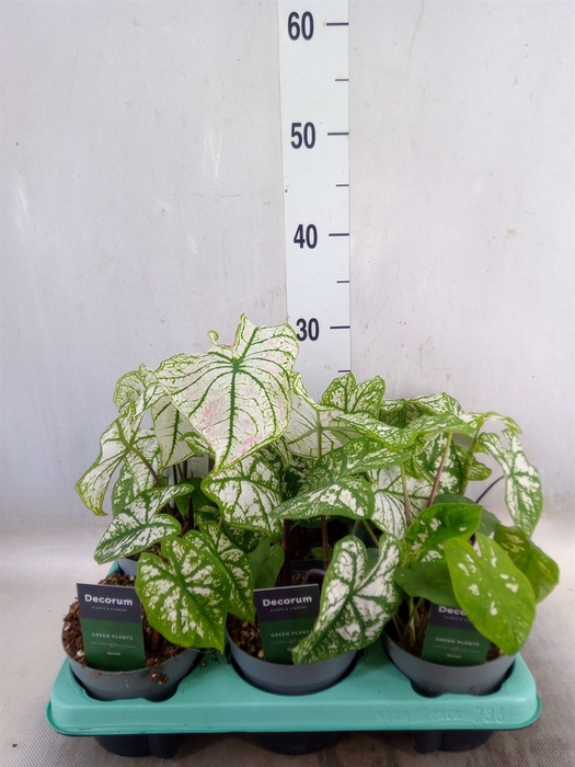 <h4>Caladium   ...</h4>