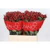 Hypericum True Romance XXL