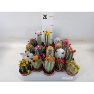 Cactus   ...decorated