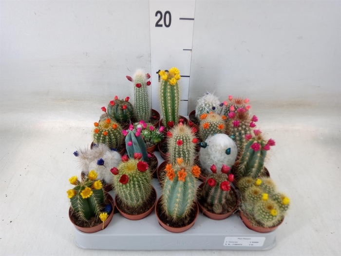 <h4>Cactus   ...decorated</h4>