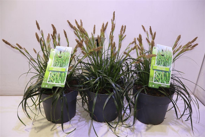 <h4>Care Oshimensis</h4>