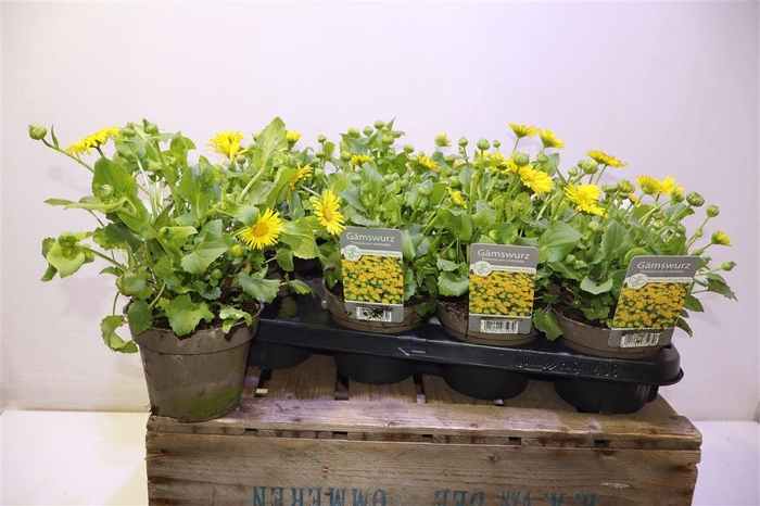 <h4>Doro Orientale</h4>