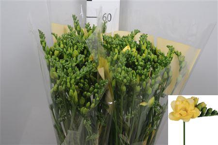 <h4>Fr Du Marseille</h4>