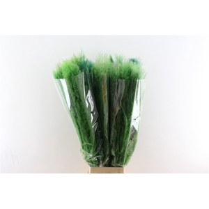 Dried Cortaderia Dadang Light Green 100cm P Stem