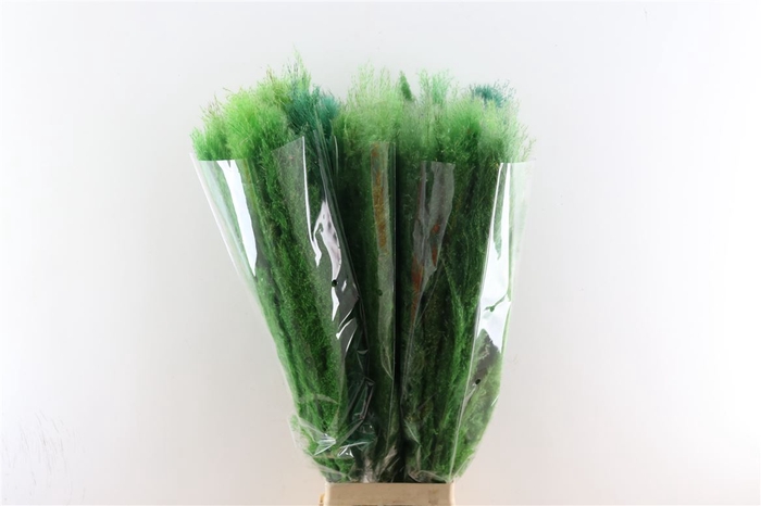 <h4>Dried Cortaderia Dadang Light Green 100cm P Stem</h4>