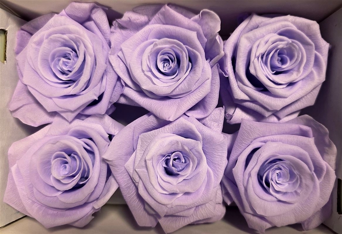 Ro Pres Classic Mauve