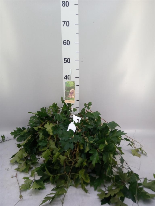<h4>Cissus rhombifolia 'Ellen Danica'</h4>