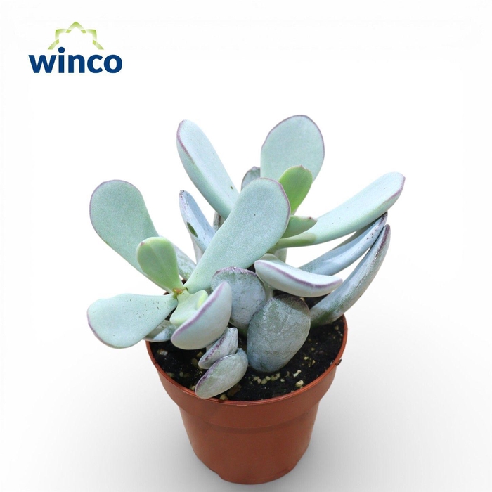 <h4>Cotyledon Orbiculata Hybride</h4>