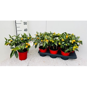 Citrus Kumquat Nagami medi-stem