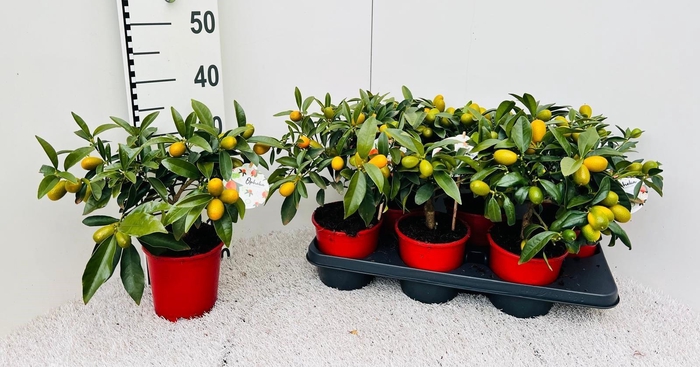 <h4>Citrus Kumquat Nagami medi-stem</h4>