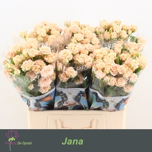 R tr Jana