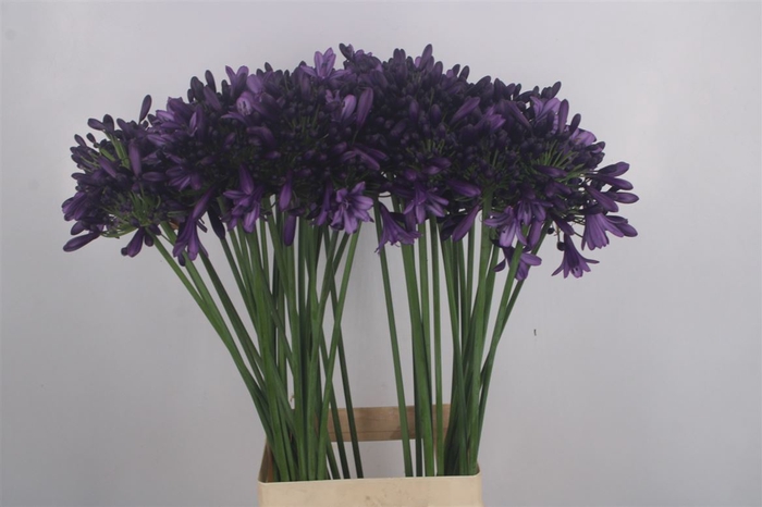 <h4>Agapanthus Poppin Purple</h4>