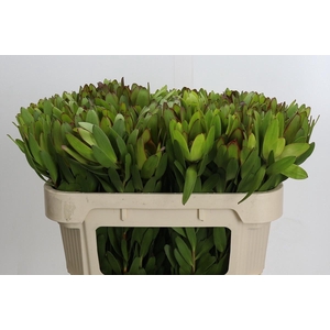 LEUCAD SAF GOLDSTRIK