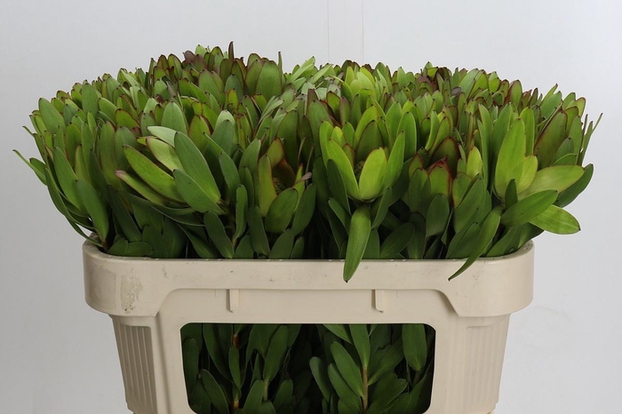 <h4>LEUCAD SAF GOLDSTRIK</h4>