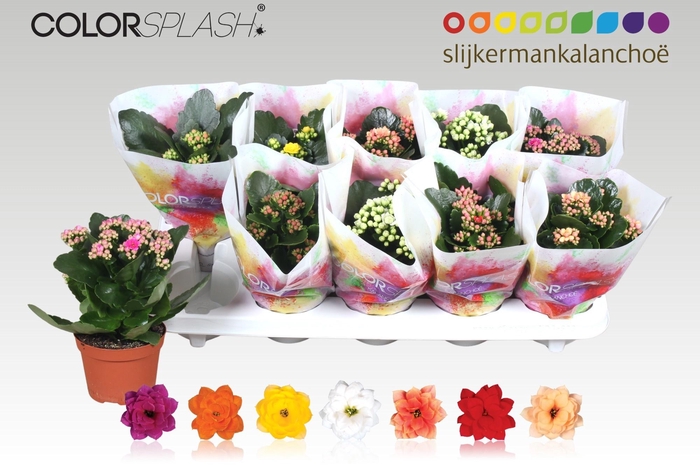 <h4>KAL GE GEM 7 KL</h4>