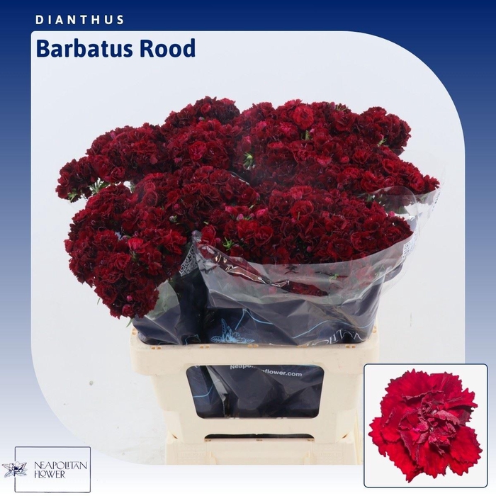 <h4>Dianthus Barbatus Purple Picotee</h4>