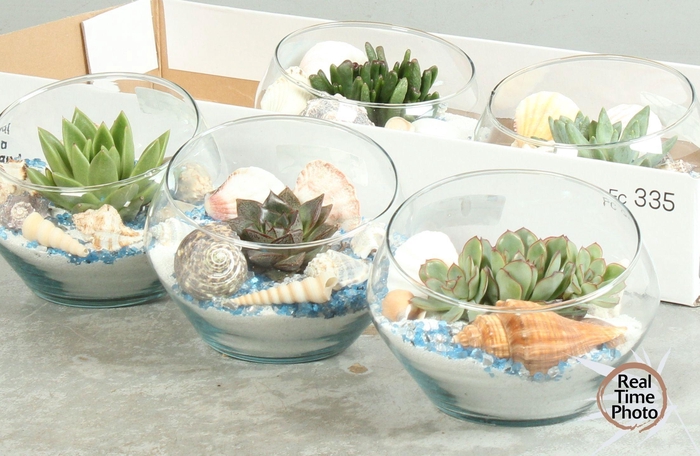 <h4>ARR SUCCULENTEN</h4>
