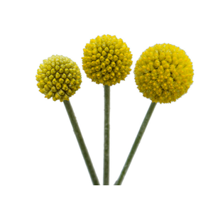 CRASPEDIA 070 CM