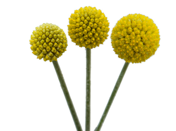 CRASPEDIA 060 CM