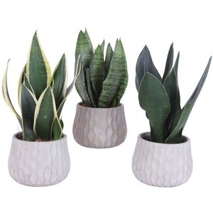 Sansevieria mix Ø12cm in Ø16cm Ceramic PL569