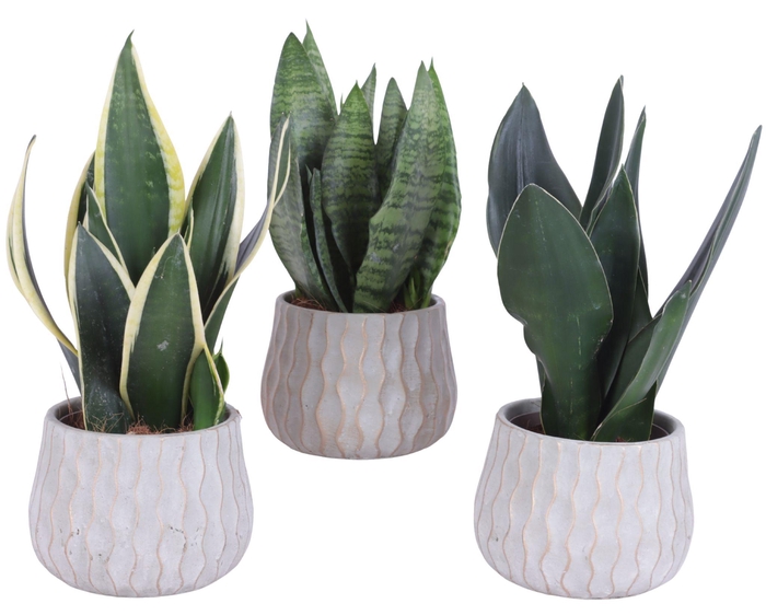 <h4>Sansevieria mix Ø12cm in Ø16cm Ceramic PL569</h4>