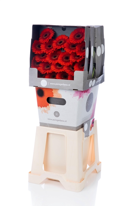 <h4>Germini Nirvana Diamond</h4>