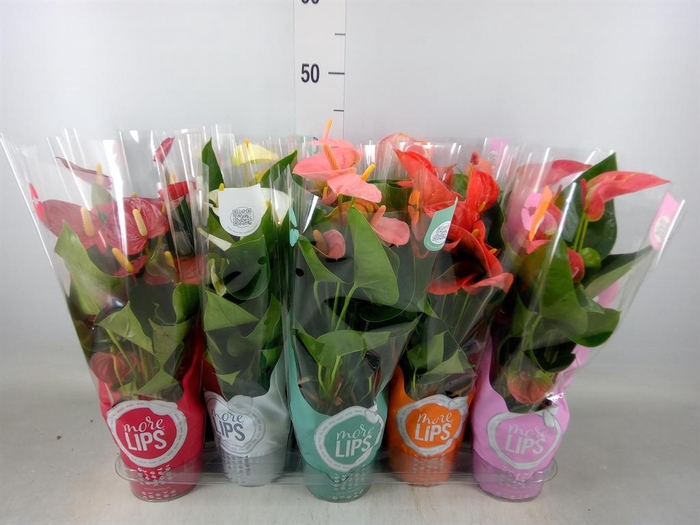 <h4>Anthurium   ...mix</h4>