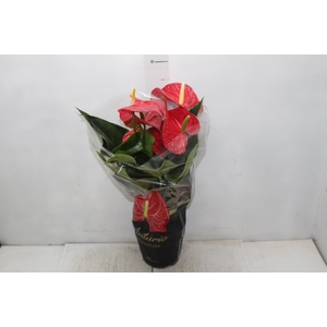 ANTHURIUM MICHIGAN P17 PREMIUM