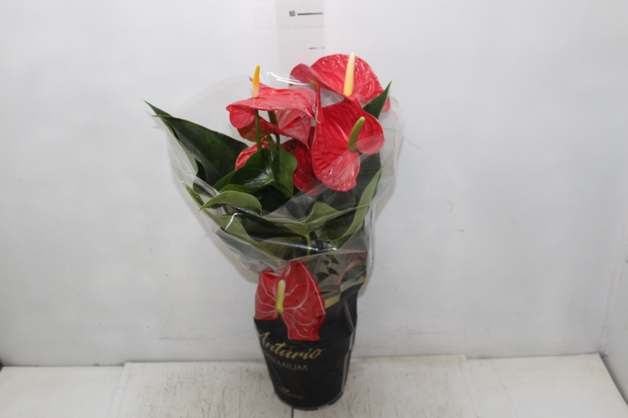 <h4>ANTHURIUM MICHIGAN P17 PREMIUM</h4>