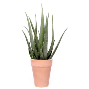 Aloe vera Toscaanse pot