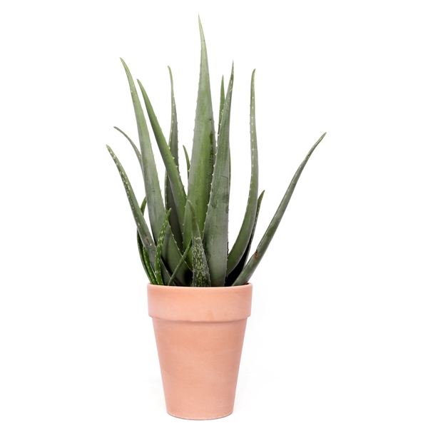 <h4>Aloe vera Toscaanse pot</h4>