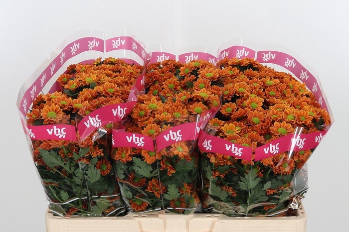 <h4>Chr San Aaa Staryu</h4>