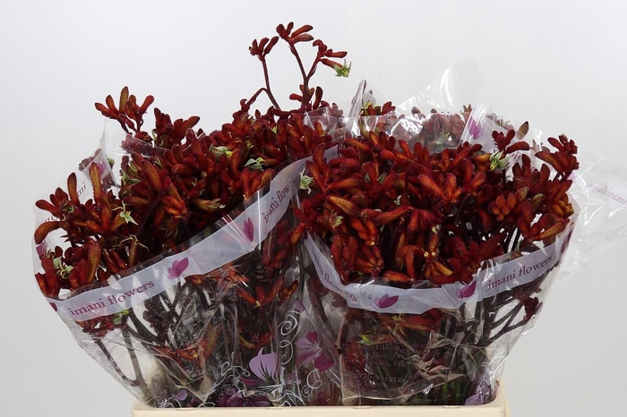 <h4>Anigozanthos Early Spring</h4>