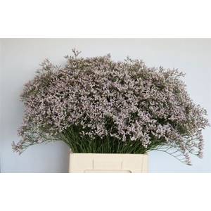 Lim Tall Pink Emille