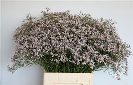 <h4>Lim Tall Pink Emille</h4>