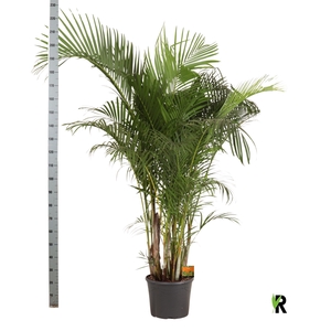 DYPSIS LUTESCENS