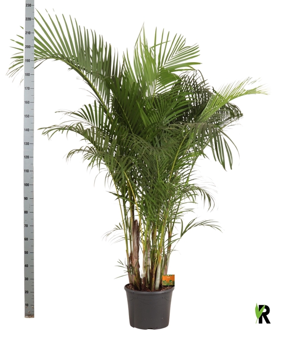 <h4>DYPSIS LUTESCENS</h4>