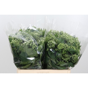 Eupatorium Ru Braulaub