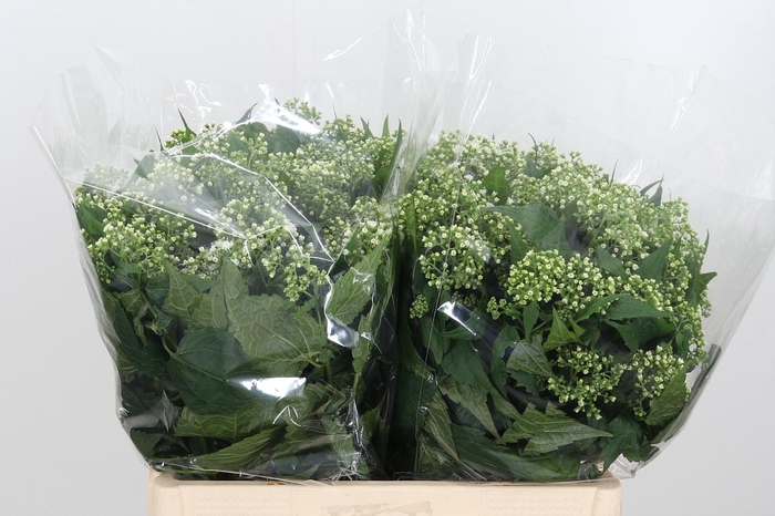 <h4>Eupatorium Ru Braulaub</h4>