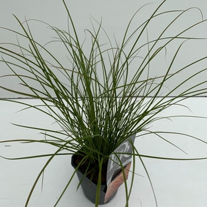 Graminées Carex 'Prairy Fire'