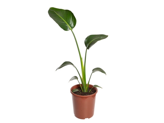 <h4>STRELITZIA NICOLAI P23</h4>